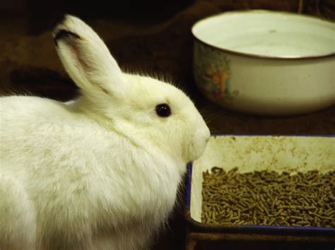 Alimentation Des Lapins Conseils Pour Bien Les Nourrir