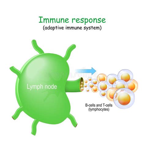 B Cell And T Cell Adaptive Immune System Stock Vector Illustration