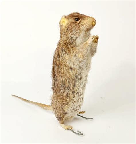 Taxidermy Rat Curious Science