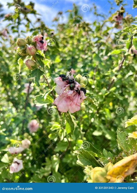 Nature Scene with Flowery Bush with Pink Flower with Beetles on it