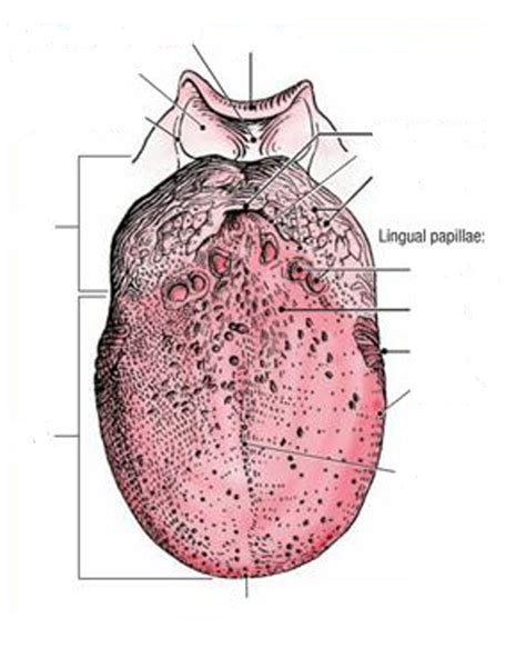 Tongue Diagram | Quizlet