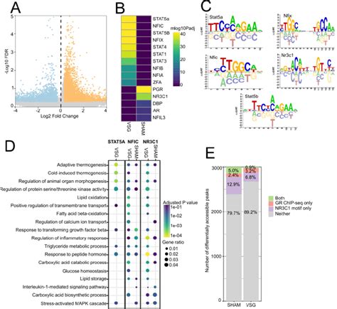 Differential Accessibility Of Peaks With Transcription Factor Motifs In