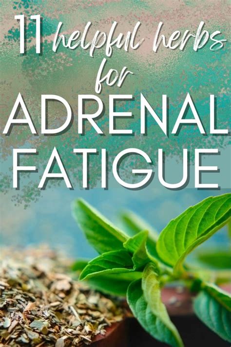 11 Best Herbs For Adrenal Fatigue Relief And Recovery Adrenal Fatigue