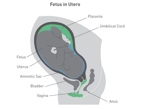 Coffee And Pregnancy Caffeine Intake And Gestation