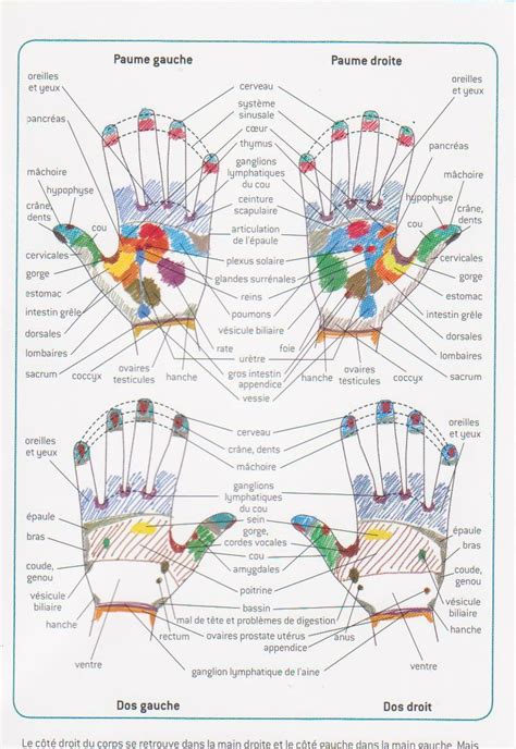 Réflexo Palmaire Reflexologie31480 Fr Reflexologie Palmaire Reflexologie Main Reflexologie