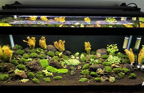 40 gallon “Freshwater reef tank” using mosses and Buce. (and rotalla to ...