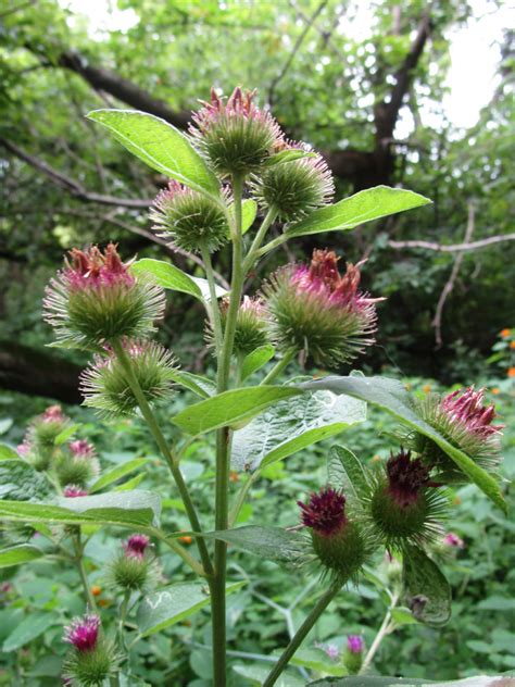 Weed Identification Guide Anthonys Lawn Care Tree Removal And Landscaping