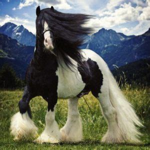 Caballos gypsy vanner o caballo gitano - CaballoToro.com