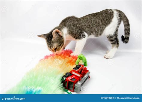 Funny Pussy Cat Stock Images Photos