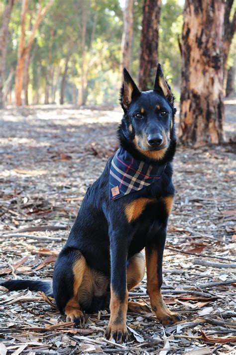 Beauceron Puppy 5 Months Crazy Rebels Berger De Beauce Bas Rouge