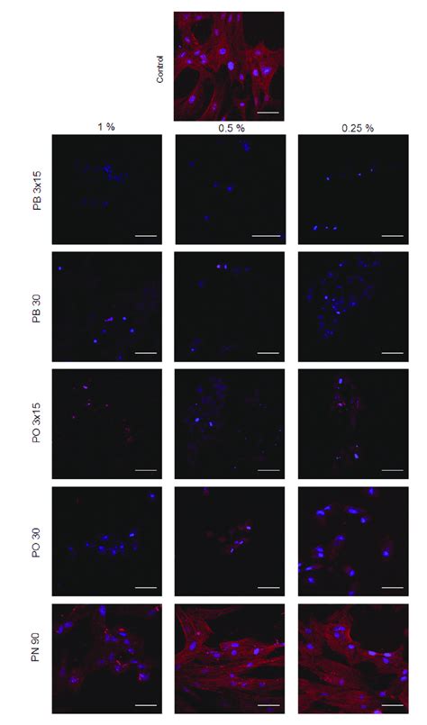 Representative Immunofluorescence Micrographs Revealing The