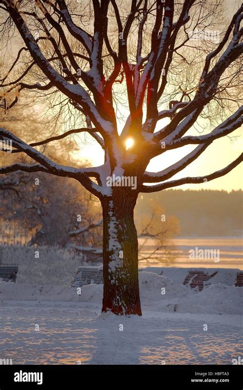 Winter tree sunset Stock Photo - Alamy