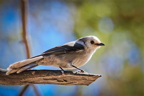 What Is the Canada State Bird? Well..it’s Complicated!