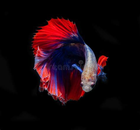 Colourful Betta Fish Siamese Fighting Fish In Movement Isolated On