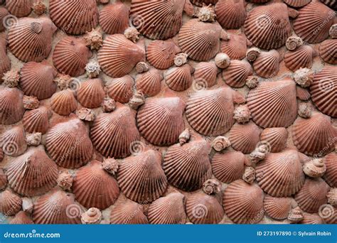 Shells Wall Construction Pink Scallop Shell For Background Texture