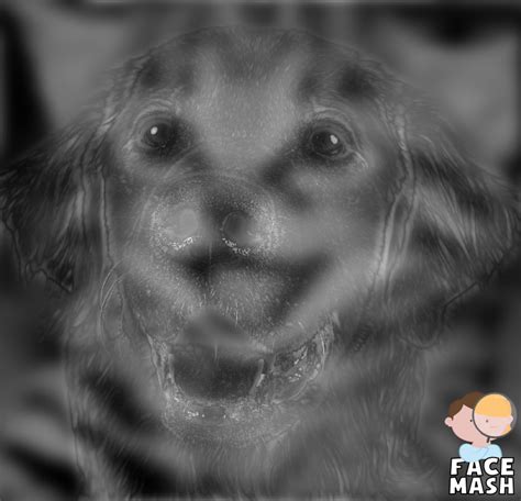 Kitten / Dog Hybrid Image | An Optical Illusion