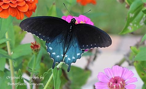 Texas Butterflies Species Resources Texas Butterfly Centers Texas