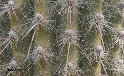 Cabeza De Viejo Cephalocereus Senilis Plantas Riomoros