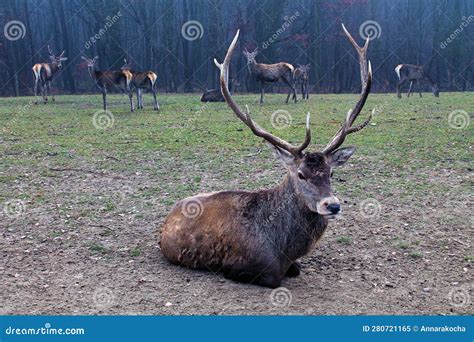 A Male Red Deer Cervus Elaphus With Large Antlers Lies Groups Of