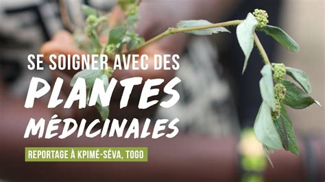 Atelier Sur Les Plantes M Dicinales Et Leurs Vertus Togo Ao T