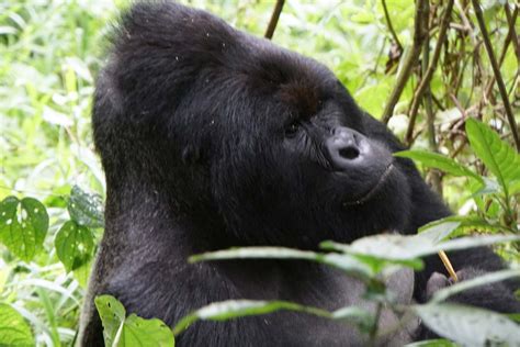 Congo Gorilla Safaris Gorilla Tracking Tours Kisoro Tours Uganda