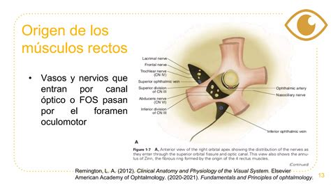 Anatom A Y Fisiolog A De M Sculos Extraoculares Pptx