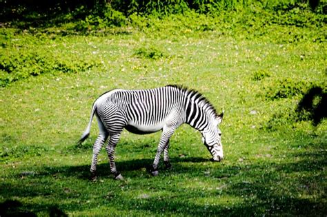 Premium Photo Zebras Zebra On Grass