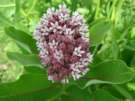5 Secrets To Nurturing The Lifeline Of Monarchs: A Beginner's Guide To Caring For Milkweed Plants