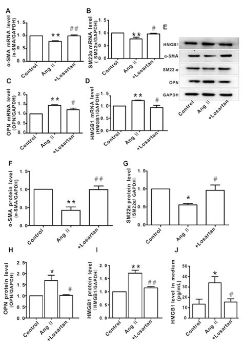 Up Regulation Of High Mobility Group Box 1 HMGB1 In Angiotensin Ang