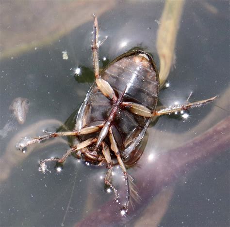 Tropisternus Lateralis From Mallet Ranch Hockley County TX USA On