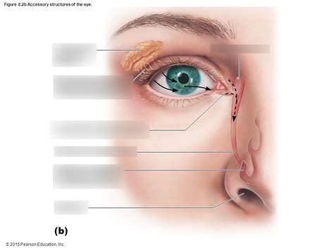 Accessory Structures Of The Eye Diagram Quizlet