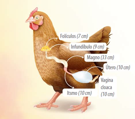 Cáscara del huevo incubable impacto del estrés y incubabilidad