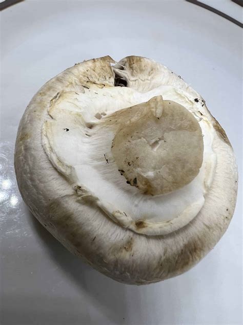 Whats The White Spongy Stuff Around The Underside Of Mushroom Caps