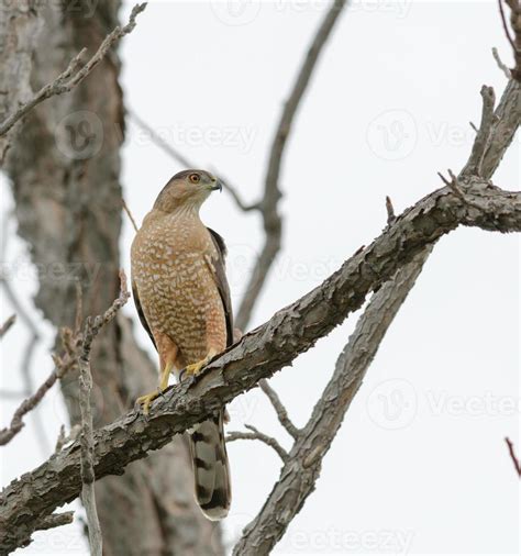 Cooper's hawk 722251 Stock Photo at Vecteezy