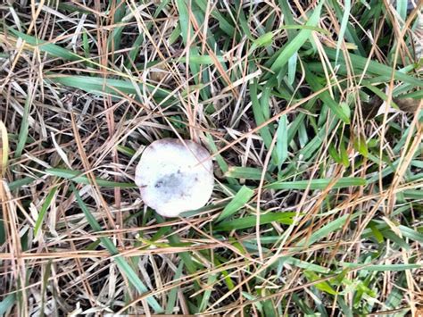 Lactarius paradoxus? : r/foraging