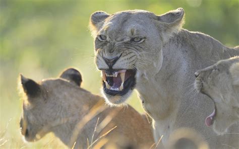 wallpaper lion, lioness, teeth HD : Widescreen : High Definition : Fullscreen