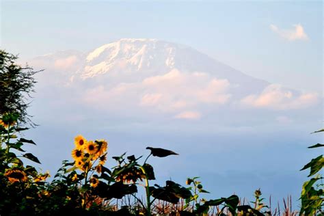 Parque Nacional Del Kilimanjaro Tanzania Agencia De Viajes Expertos