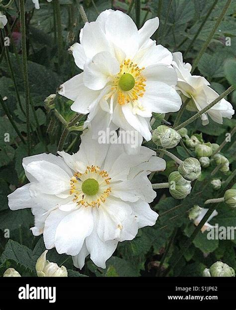 White Japanese Anemone Variety Whirlwind Stock Photo Alamy