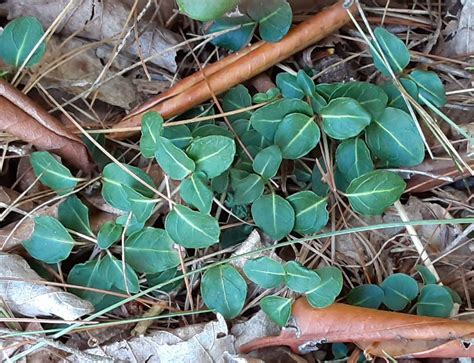 partridge-berry-plant - Northcentral Pennsylvania Conservancy