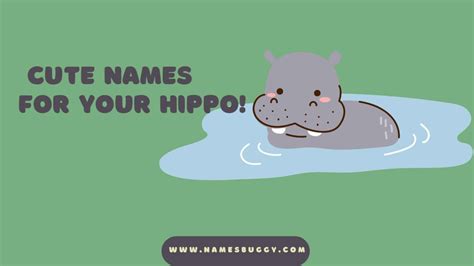 250 Cute And Funny Names For Your Hippo Namesbuggy Names Buggy