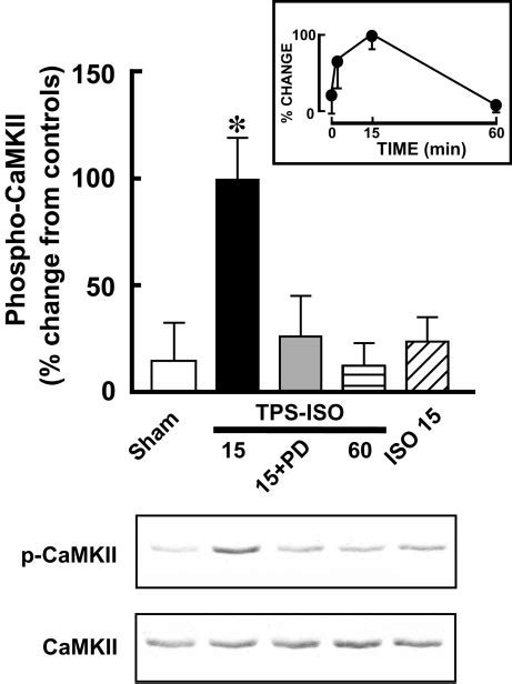 The MAPK Pathway Is Required For TPS ISO Induced Phosphorylation Of