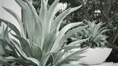 agave garden | Landscaping plants, Garden inspiration, Succulents