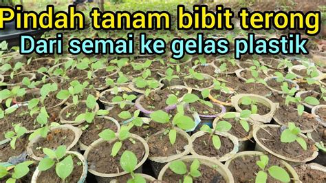 Cara Dan Waktu Yg Tepat Pindah Tanam Bibit Terong Ungu Dari Semai Ke