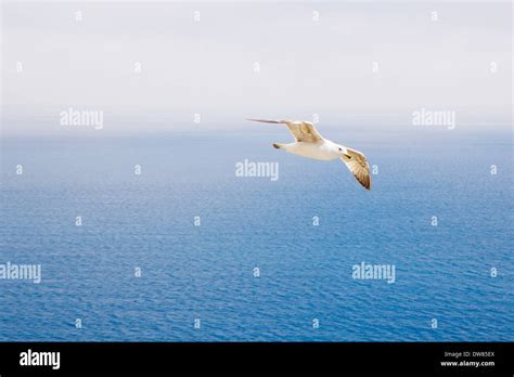 Beautiful Seagull Flying Over Bright Blue Sea Stock Photo Alamy