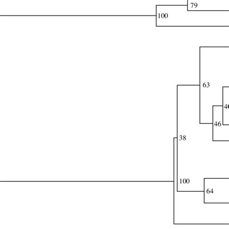 The Phylogenetic Tree Based On The Results Of The Fitch Margoliash