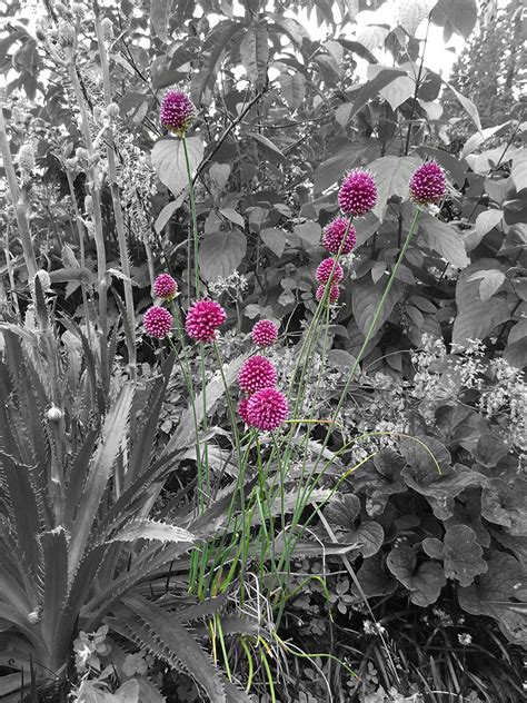 Allium sphaerocephalon – Herbaceous Plants