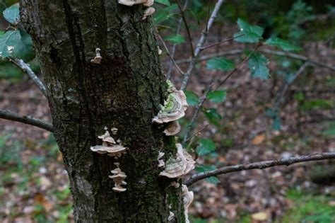 Hongos Que Crecen En El Tronco De Un Rbol Foto Premium