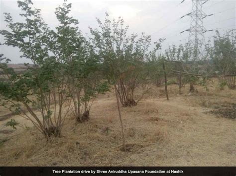 Tree Plantation Drive In Nashik Maharashtra Shree Aniruddha Upasana