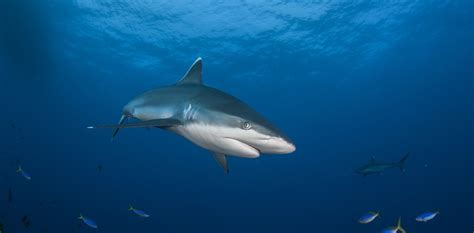 ¿cómo Nacen Los Tiburones Explicación Paso A Paso