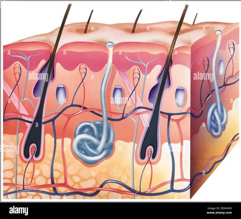 Corte transversal de la piel fotografías e imágenes de alta resolución